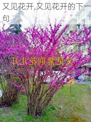 又见花开,又见花开的下一句