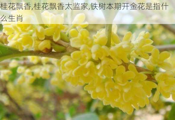 桂花飘香,桂花飘香太监家,铁树本期开金花是指什么生肖