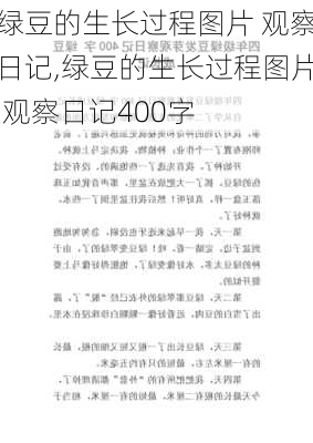 绿豆的生长过程图片 观察日记,绿豆的生长过程图片 观察日记400字