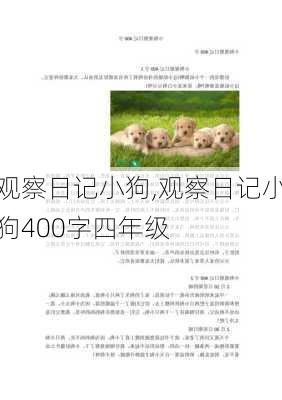 观察日记小狗,观察日记小狗400字四年级