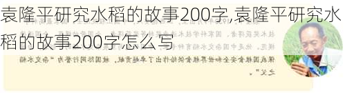 袁隆平研究水稻的故事200字,袁隆平研究水稻的故事200字怎么写