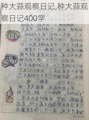 种大蒜观察日记,种大蒜观察日记400字